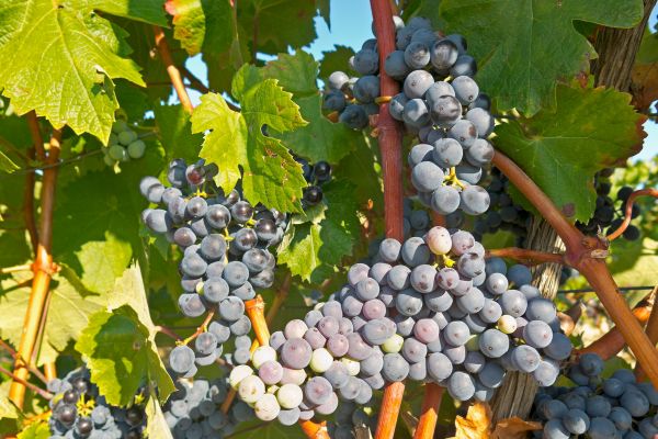 Tarifas de Luz y Gas Baratas en La Rioja